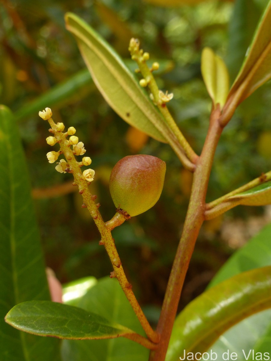 Campnosperma zeylanicum Thwaites